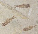Five Fossil Fish (Knightia) Plate- Wyoming #111248-2